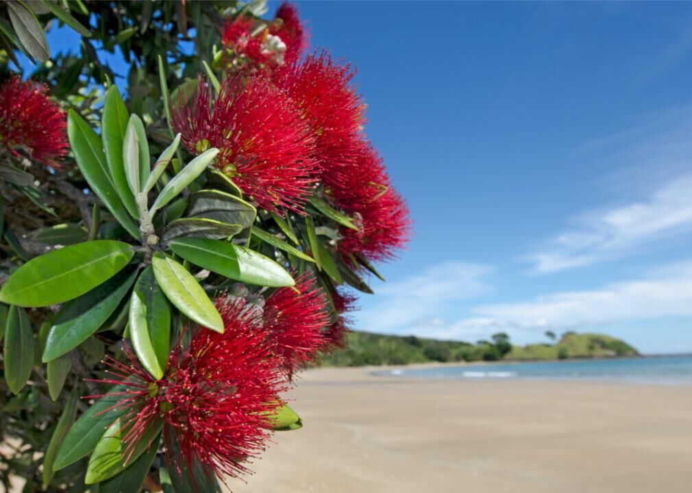 New Zealand: The pohutukawa tree